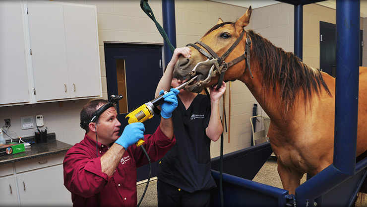 Equine veterinarian in Pleasant Plains IL