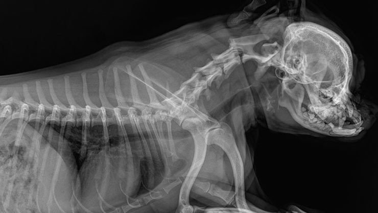 how much are x rays for dogs