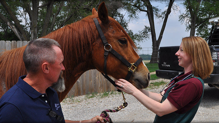 Horse veterinarian in Pleasant Plains IL