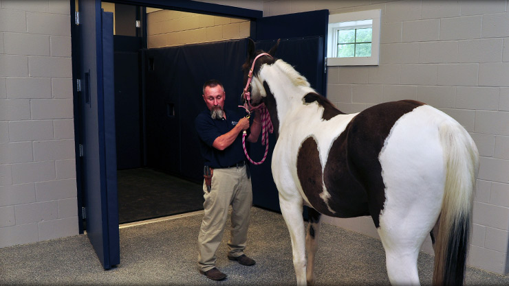 Horse veterinarian in Springfield IL
