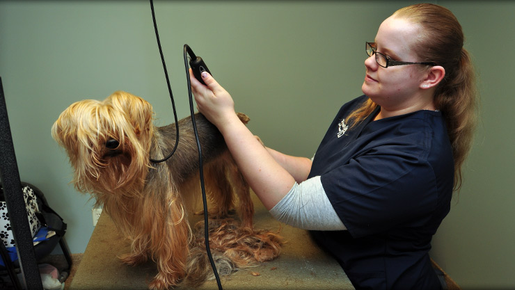 dog grooming at Cornerstone Animal Hospital