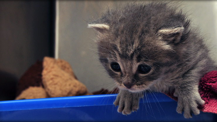 Kitten care at Cornerstone Animal Hospital