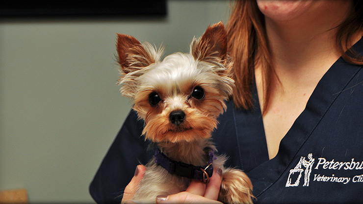 Puppy care at Cornerstone Animal Hospital