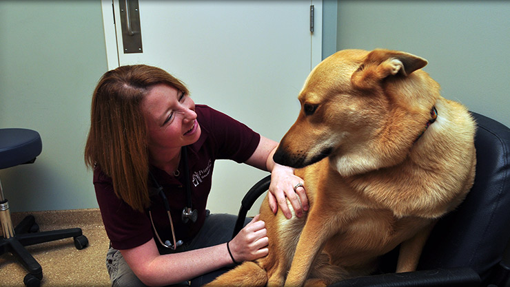 reproductive services at Cornerstone Animal Hospital