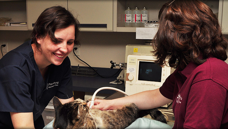 Ultrasound services at Cornerstone Animal Hospital