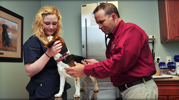 Wellness care at Cornerstone Animal Hospital